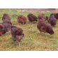 Araucana - weiblich