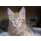 Arben, Maine Coon - Kater