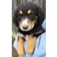 Archie, Mischling Welpen - Rüde