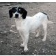 Arco, Beagle-Mix - Rüde