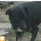 Arco, Schäferhund Mischling - Rüde