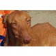 Arcoiris, Podenco - Hündin