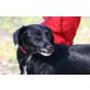Ardina, Pinscher Mischling - Hündin
