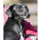 Ardina, Pinscher-Mischlingshündin - Hündin