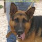 Ardo, Deutscher Schäferhund - Rüde