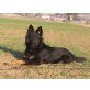 Arec, Altdeutsche Schäferhunde - Rüde