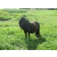 Areetha cara van de Leilindes, Shetland Pony - Stute