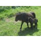 Areetha mit Fohlen Arielle, Shetland Pony - Stute