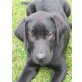 Arelle, Labrador Retriever - Hündin