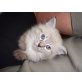 Ares, Neva Masquarade - Kater