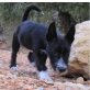 Ares, Schnauzer Mischling - Rüde