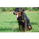 Ares, aufgeweckter Hundemann - Rüde
