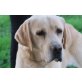 Ares, einfach toll, Labrador Retriever - Rüde