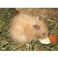 Ares vom Hamsterzauber, Teddyhamster - männlich
