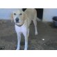 Areti, treue Hündin auf der Suche, Labrador - Retriever Mix - Hündin