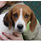 Aretta, Beagle - Hündin