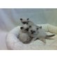 Argentinia, Ashley, Heilige Birma - Katze