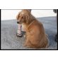 Argi, Golden Retriever-Cocker Mix - Hündin