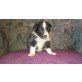 Argo, Border-Collie - Rüde