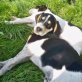 Argo, Setter Mischling - Rüde
