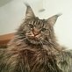 Ari, Maine Coon - Katze
