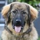 Aria - !Dringend Pflegeplatz oder Zuhause!, Leonberger-Sarplaninac - Hündin
