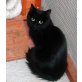 Aria, Waldkatzen-Mix - Katze