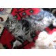 Ariadne ......, Norwegische Waldkatze - Katze