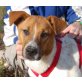 Ariane, Beagle Mix - Hündin