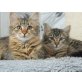 Ariane, verschmuste Schönheit sucht Lebensplatz - Katze