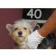 Ariel, Yorkshire Terrier - Rüde
