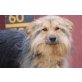 Ariel,, superlieber Familienhund - Rüde