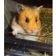 'Ariella' /Teddy - extrem lieb & zutaulich, Teddyhamster - weiblich