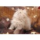 Ariella of Jescor Cats , Perser - Katze