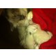 Arielle, Arthur, Alaska, Heilige Birma - Katze