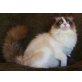 Arielle, Neva Masquarade - Katze