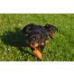 Arielle, Rottweiler Welpen - Hündin