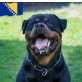 Arielle, Rottweiler Welpen - Hündin