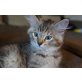 Arielle, Sibirische Katze - Katze