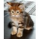 Arijan Le Ciel, Sibirische Katze - Kater