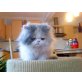 Arina, Perser - Katze
