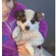 Arina, liebes Hundekind sucht tolle Familie! - Hündin