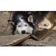 Aris, Alaskan Malamute - Rüde