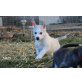 Aris,Aya, Siberian Husky Welpen - Rüde