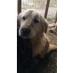 Aris, Golden Retriever - Rüde