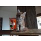 Aristo, Maine Coon - Kater