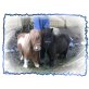 Arizona u. Sojala, Falabella - Stute
