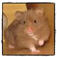 Arizona von Flaming Heart, Teddyhamster - weiblich