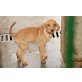 Arjan, Vizsla-Labrador Mix Baby Welpen - Rüde