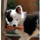 Arkani, Border-Collie Welpen - Rüde
